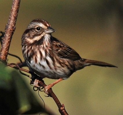 Song sparrow Song Sparrow Identification All About Birds Cornell Lab of