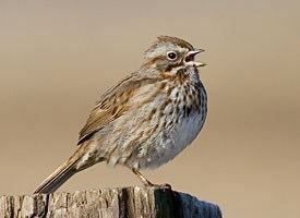 Song sparrow httpswwwallaboutbirdsorgguidePHOTOLARGEso