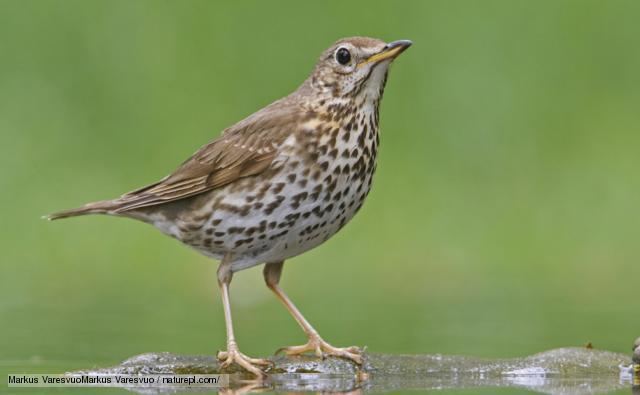 Song thrush BBC Nature Song thrush videos news and facts