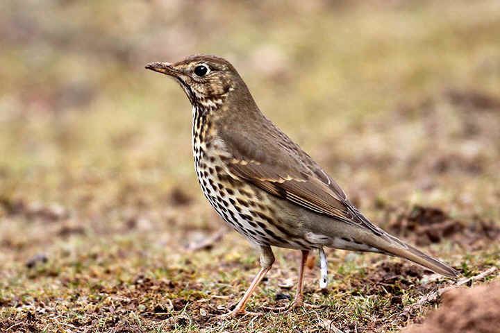 Song thrush Song Thrush photo gallery page