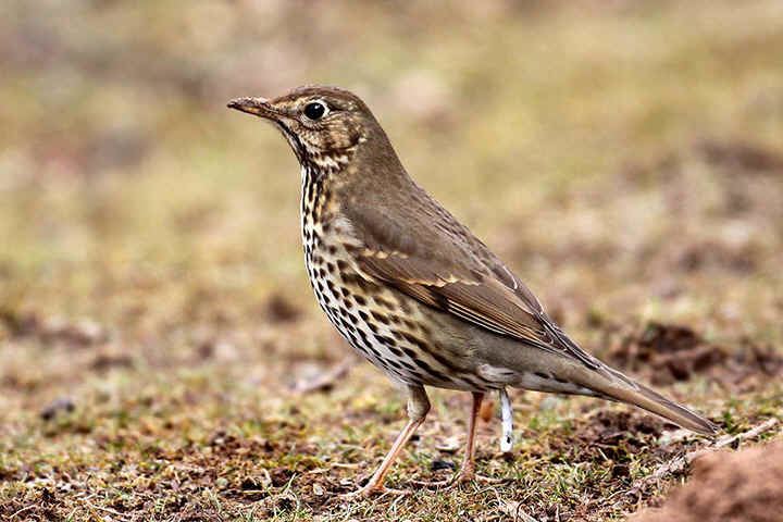 song-thrush-alchetron-the-free-social-encyclopedia