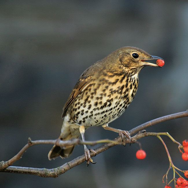 Song thrush Song Thrush Wiggly Wigglers