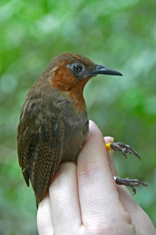 Song wren Song Wren Cyphorhinus phaeocephalus Bird in hand the Internet