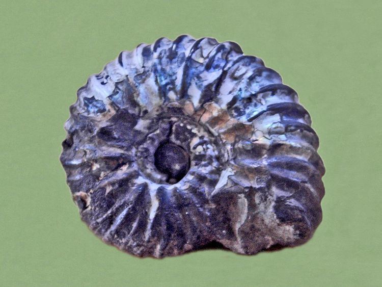 Sonneratia (ammonite)