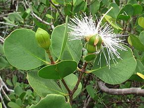 Sonneratiaceae httpsuploadwikimediaorgwikipediacommonsthu