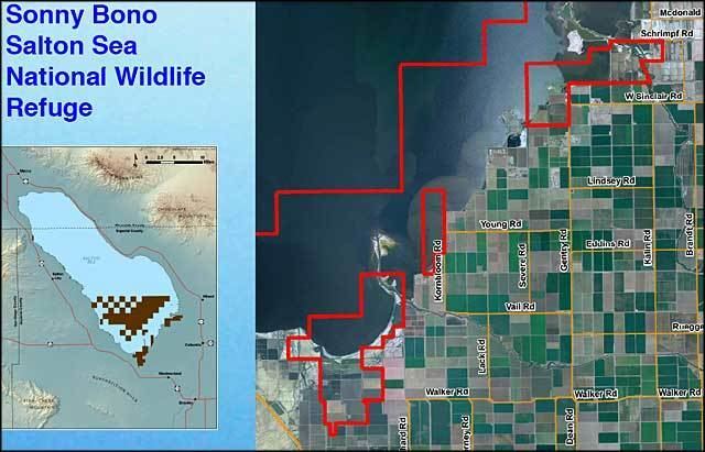 Sonny Bono Salton Sea National Wildlife Refuge wwwthearmchairexplorercomcaliforniaacaliforni