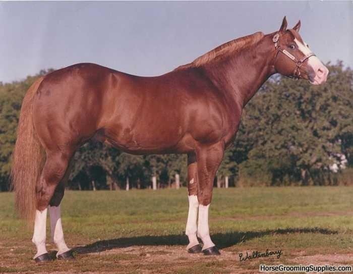 Sonny Dee Bar Red Sonny Dee is a quarter horse stallion sired by the great Sonny