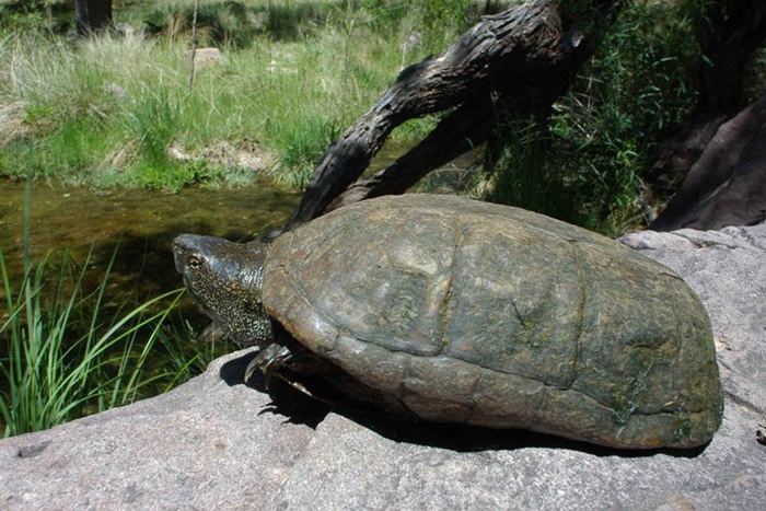 Sonora mud turtle Mud Turtle Conservation and Management