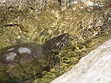 Sonora mud turtle httpsuploadwikimediaorgwikipediacommonsthu