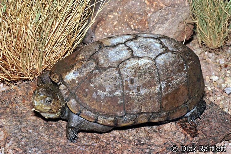 Sonora mud turtle Desert Mud Turtle Kinosternon sonoriense sonoriense