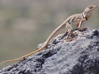 Sonoran collared lizard southwesternherpcomimagesSonoranCollaredLizard