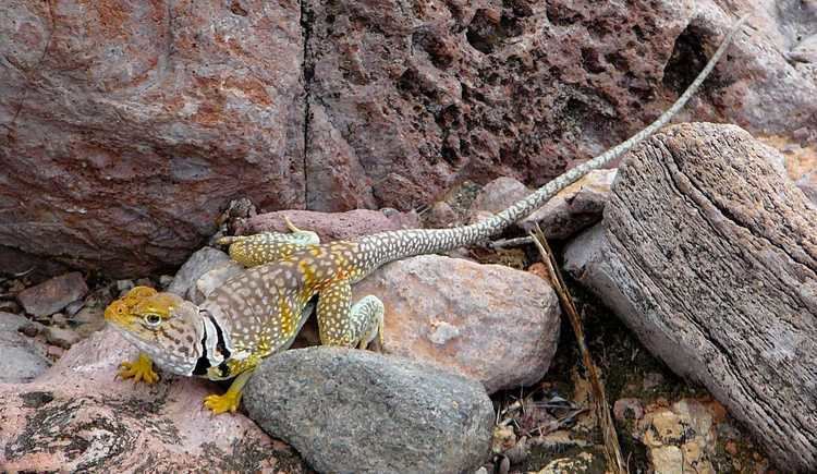 Sonoran collared lizard Sonoran Collared Lizard Tucson Herpetological Society