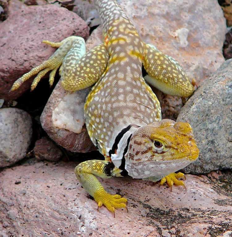 Sonoran collared lizard Sonoran Collared Lizard Tucson Herpetological Society