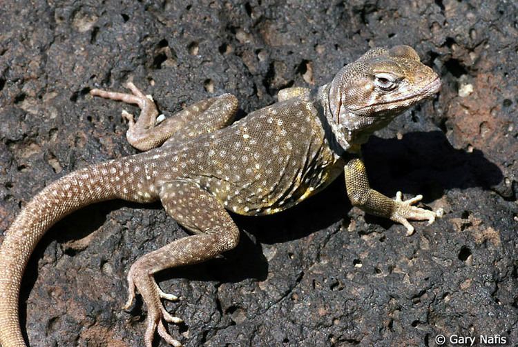 Sonoran collared lizard Sonoran Collared Lizard Crotaphytus nebrius