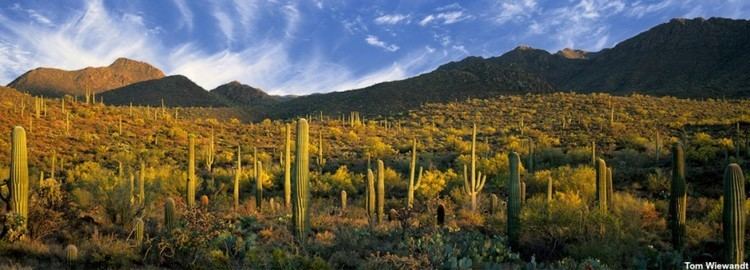 Sonoran Desert Coalition for Sonoran Desert Protection A strong voice for people