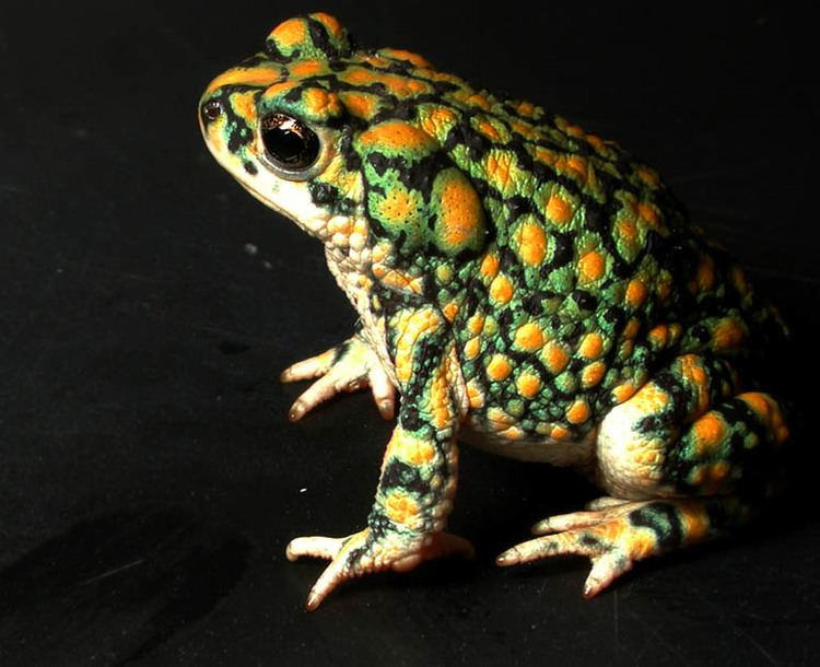 Sonoran green toad Anaxyrus retiformis Sonoran green toad Bufo retiformis