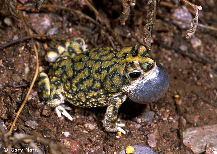 Sonoran green toad Sonoran Green Toad Anaxyrus retiformis