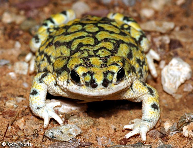 Sonoran green toad Anaxyrus retiformis Sonoran green toad Bufo retiformis