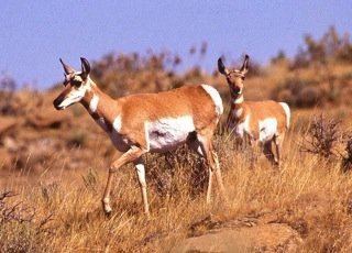 Sonoran pronghorn Endangered Sonoran pronghorn seen as hindering US attempts to