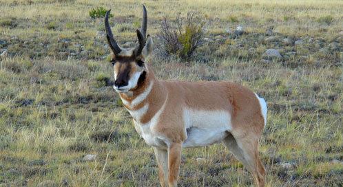 Sonoran pronghorn Sonoran Pronghorn Basic Facts About Sonoran Pronghorns Defenders