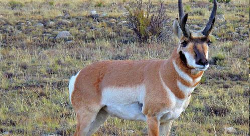 Sonoran pronghorn Worth Defending Sonoran Pronghorn Defenders of Wildlife