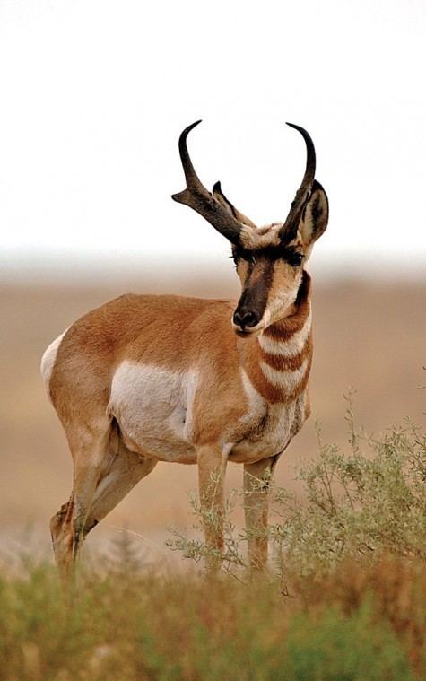 Sonoran pronghorn The epic journey of Sonoran pronghorn 851 Recreation wmicentralcom
