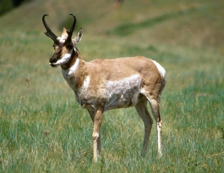 Sonoran pronghorn Sonoran Pronghorn Recovery in North America Conservation Breeding