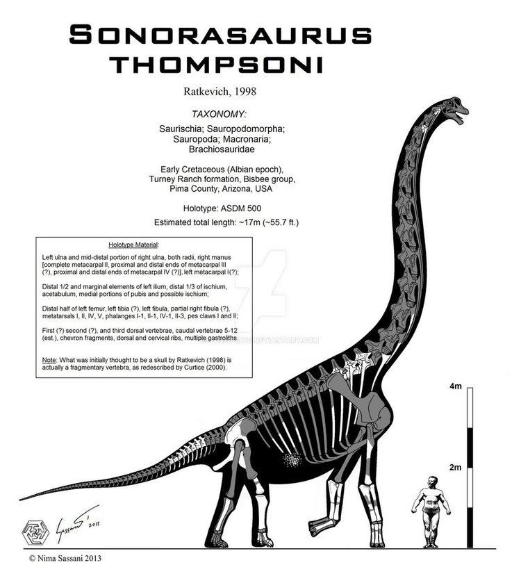 Sonorasaurus Sonorasaurus thompsoni by PaleoKing on DeviantArt