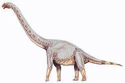 Sonorasaurus httpsuploadwikimediaorgwikipediacommonsthu