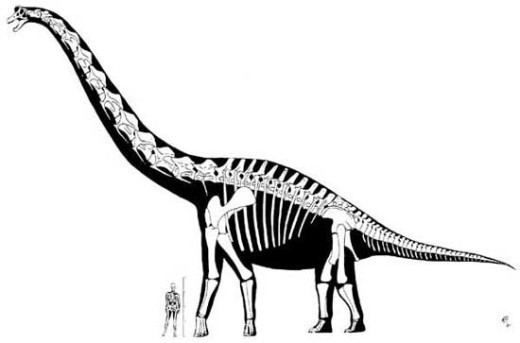 Sonorasaurus Sonorasaurus Pictures amp Facts The Dinosaur Database