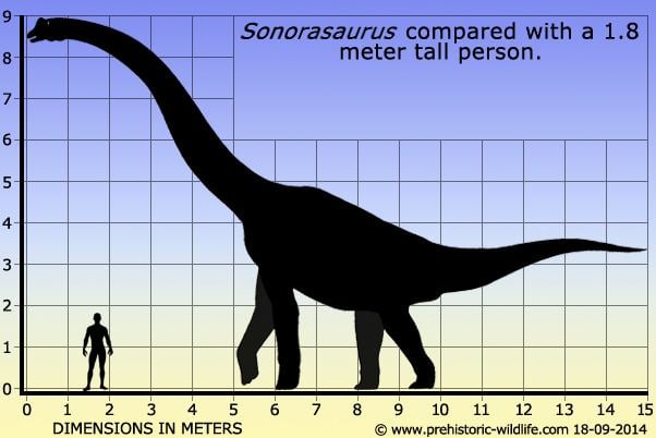 Sonorasaurus Sonorasaurus