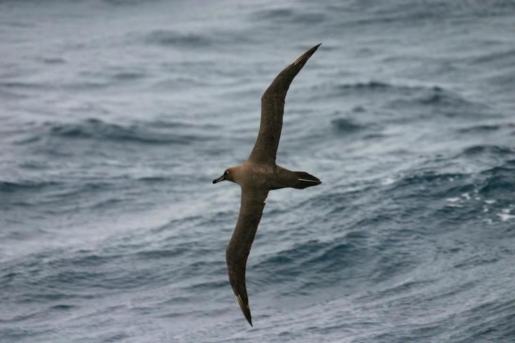 Sooty albatross Sooty albatross New Zealand Birds Online