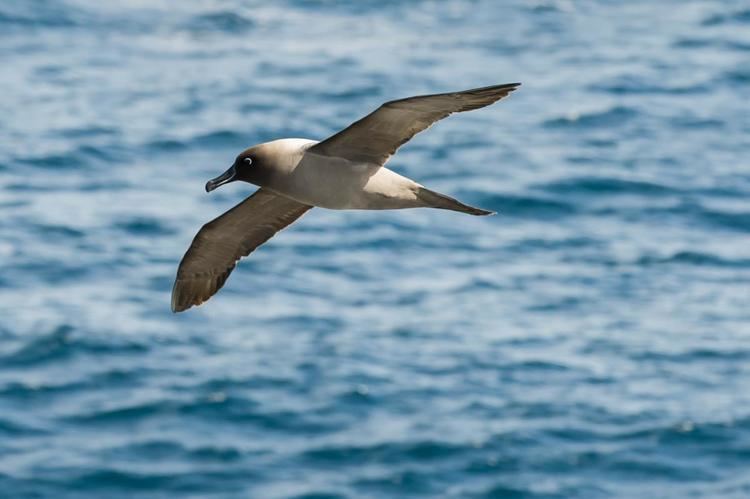 Sooty albatross Lightmantled sooty albatross New Zealand Birds Online
