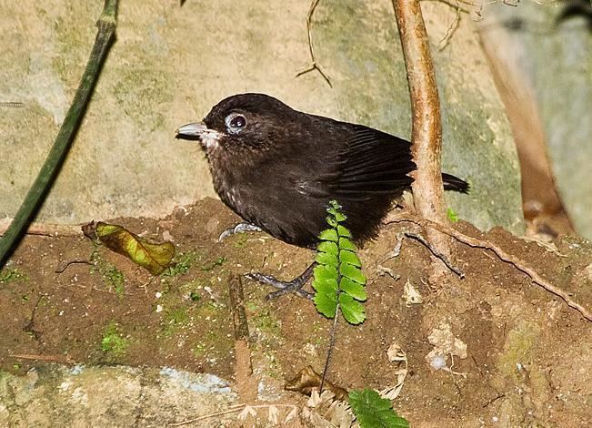 Sooty babbler Oriental Bird Club Image Database Photographers