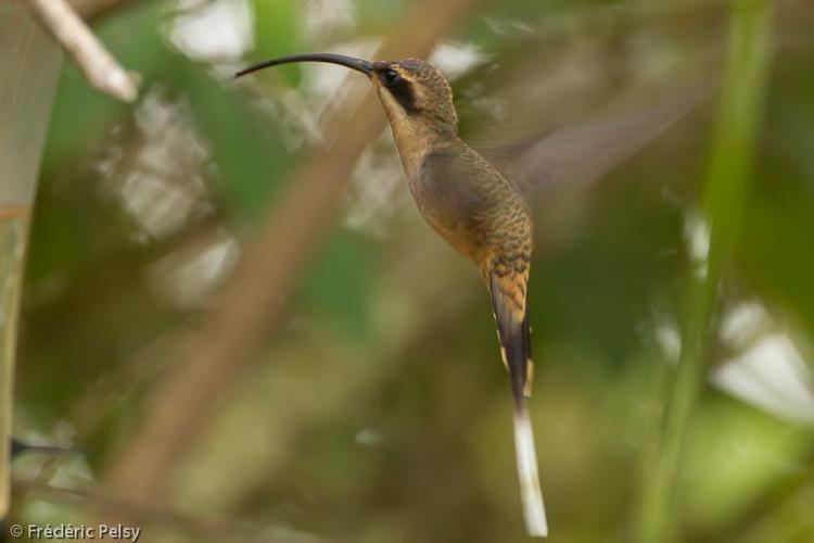 Sooty-capped hermit Sootycapped Hermit Phaethornis augusti videos photos and sound