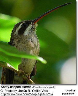 Sooty-capped hermit Sootycapped Hermits Phaethornis augusti
