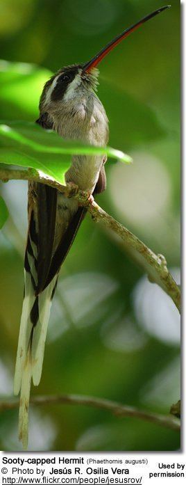 Sooty-capped hermit Sootycapped Hermits Phaethornis augusti