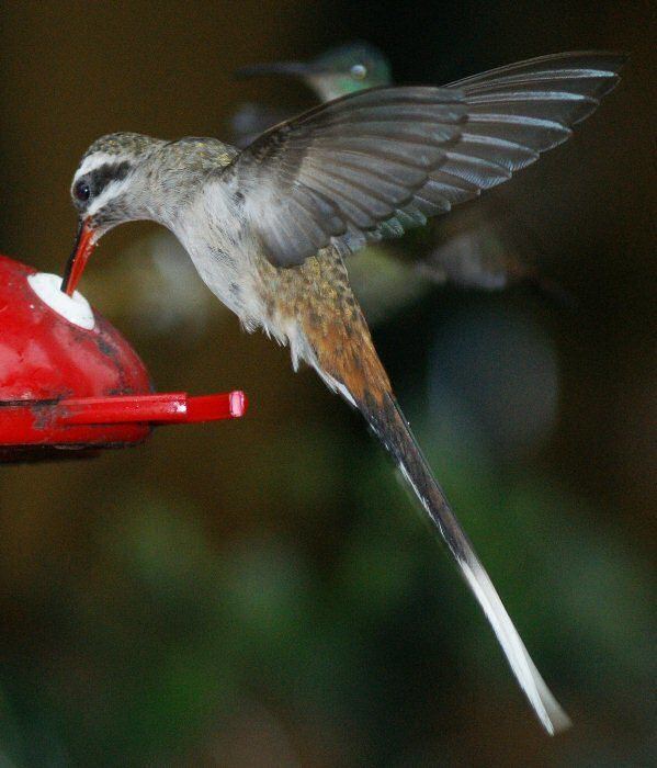 Sooty-capped hermit Mangoverde World Bird Guide Photo Page Sootycapped Hermit