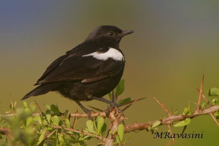Sooty chat Sooty Chat Myrmecocichla nigra videos photos and sound recordings
