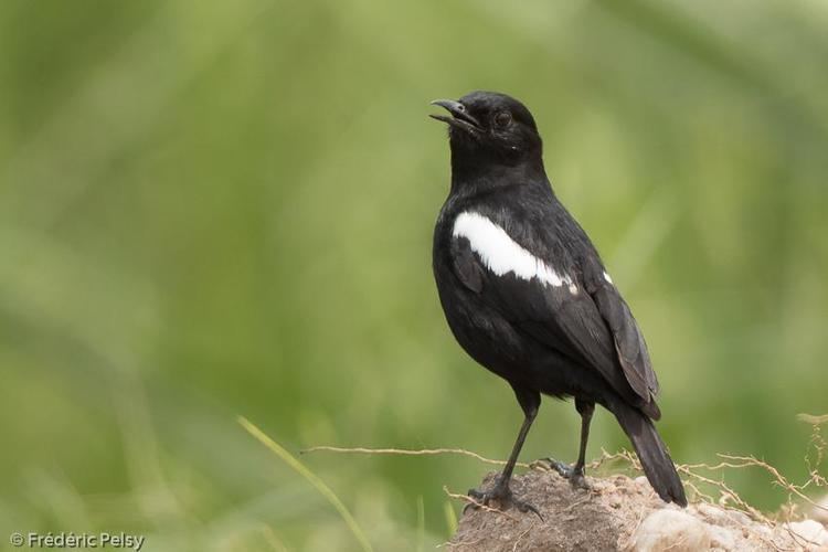 Sooty chat Photos of Sooty Chat Myrmecocichla nigra the Internet Bird