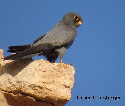 Sooty falcon wwwavibirdscomallFALCONIFORMESFalconidaepics