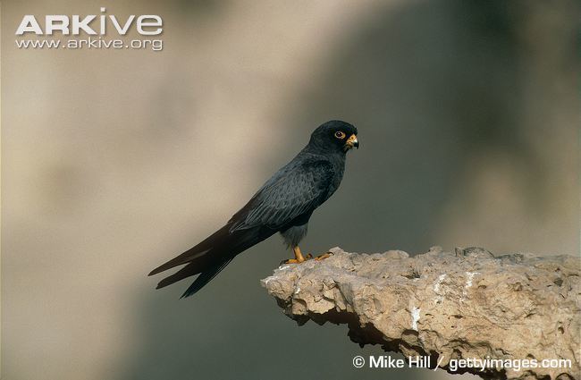 Sooty falcon Sooty falcon photo Falco concolor G41911 ARKive