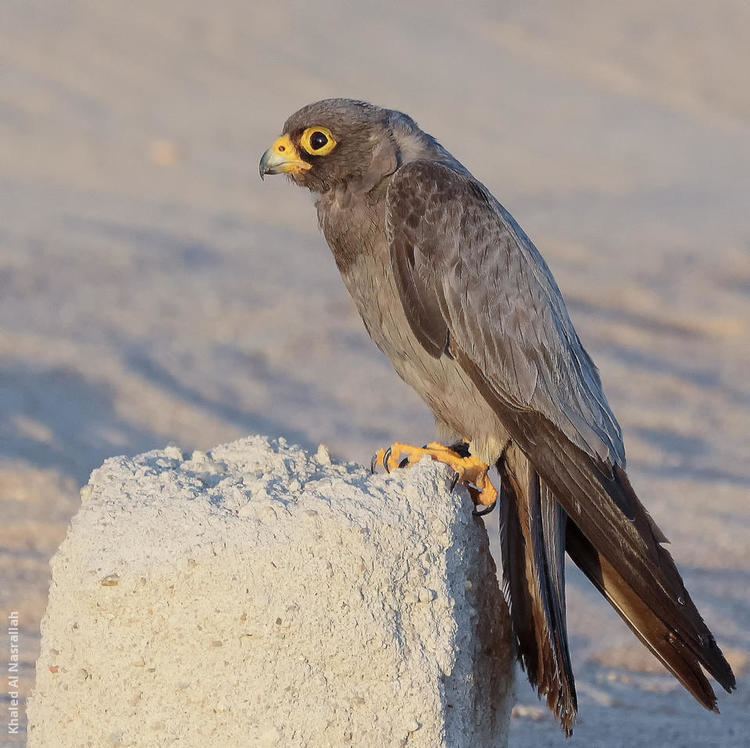 Sooty falcon Sooty Falcon KuwaitBirdsorg