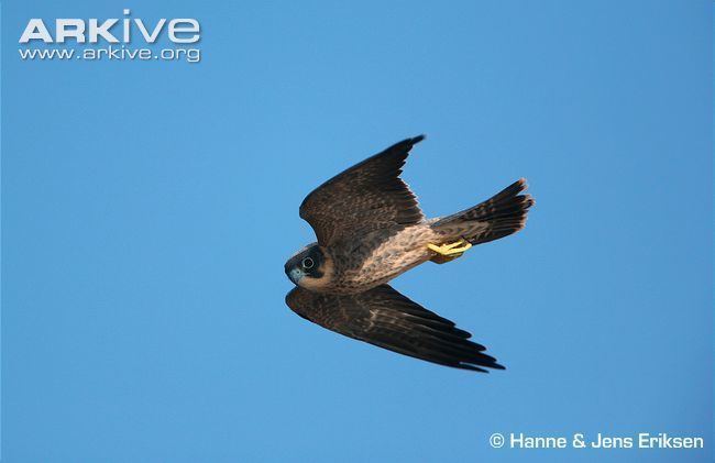 Sooty falcon Sooty falcon videos photos and facts Falco concolor ARKive