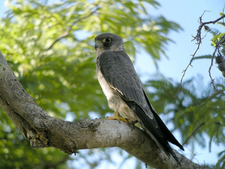 Sooty falcon Sooty falcon Wikipedia