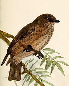 Sooty flycatcher httpsuploadwikimediaorgwikipediacommonsthu