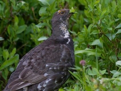 Sooty grouse Sooty Grouse Identification All About Birds Cornell Lab of