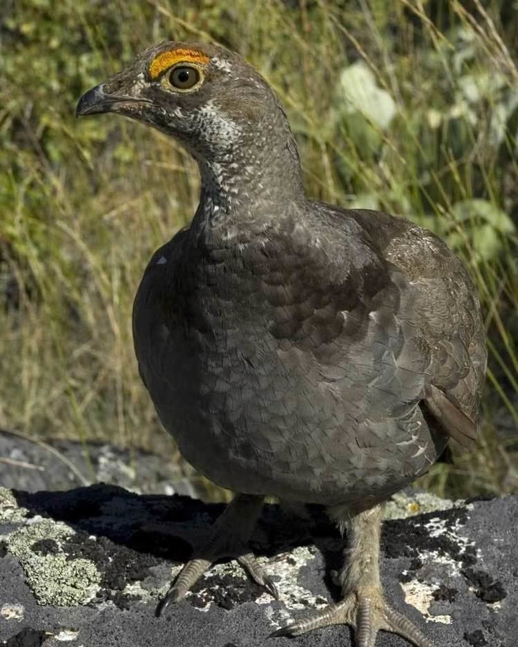 Sooty grouse Sooty Grouse Audubon Field Guide