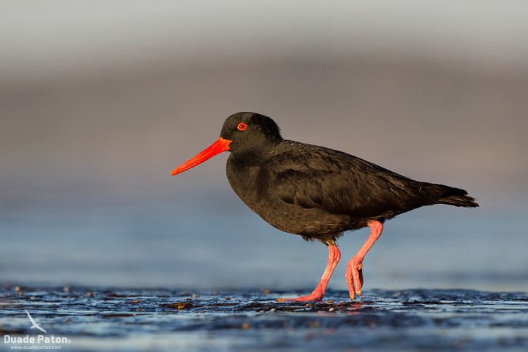 Sooty oystercatcher Sooty Oystercatcher Australian Bird Photos