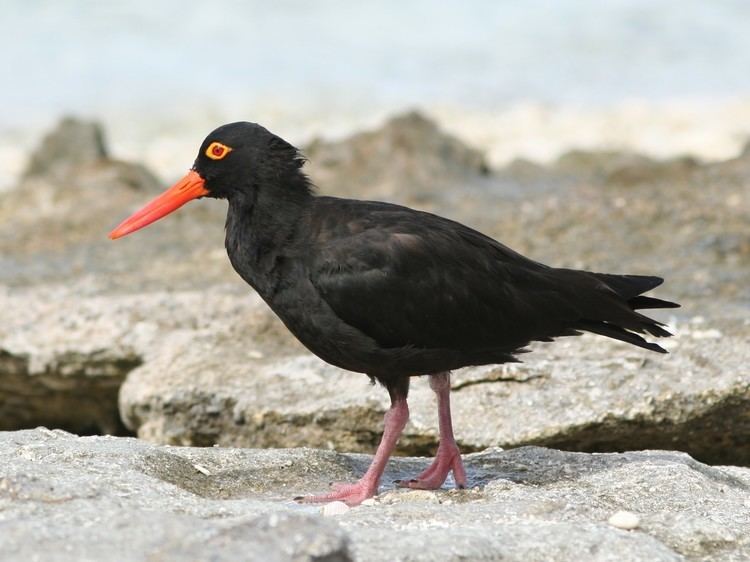 Sooty oystercatcher FileSooty Oystercatcherjpg Wikimedia Commons